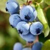 Alpha Burgundy Maine Blueberry -Plant And Fruit Tree Store shutterstock 156414977 1
