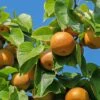 Combination Asian Pear (3 Varieties)/Semi Dwarf -Plant And Fruit Tree Store shutterstock 1586791114