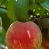 Necta Zee Nectarine 1 Necta Zee Nectarine -Plant And Fruit Tree Store shutterstock 174110