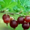 Black Velvet Gooseberry -Plant And Fruit Tree Store shutterstock 175514207 1