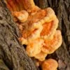 Chicken Of The Woods Mushroom Dowels (100) -Plant And Fruit Tree Store shutterstock 228756181