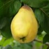 Van Deman Quince -Plant And Fruit Tree Store shutterstock 279878615