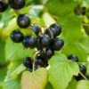 Otelo Black Currant -Plant And Fruit Tree Store shutterstock 288370247