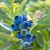 Blueray Blueberry -Plant And Fruit Tree Store shutterstock 304755110 1
