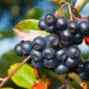 Aronia Seedling -Plant And Fruit Tree Store shutterstock 316118456
