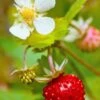 Profumata Musk Strawberry -Plant And Fruit Tree Store shutterstock 31985767
