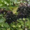 Nova Elderberry -Plant And Fruit Tree Store shutterstock 345309935