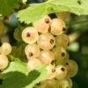 Primus White Currant 2 Primus White Currant -Plant And Fruit Tree Store shutterstock 400449280