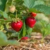 Benton Strawberry 2 Benton Strawberry -Plant And Fruit Tree Store shutterstock 430640533