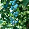 Alpha Sunshine Blue Blueberry -Plant And Fruit Tree Store shutterstock 447173914 1