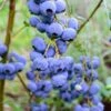 Alpha Bluegold Blueberry -Plant And Fruit Tree Store shutterstock 460547209
