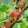 Jahn's Prairie Gooseberry -Plant And Fruit Tree Store shutterstock 466143932