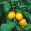 Mirabelle De Nancy European Plum 1 Mirabelle De Nancy European Plum -Plant And Fruit Tree Store shutterstock 475989046