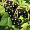 Wellington XXX Black Currant -Plant And Fruit Tree Store shutterstock 49241371