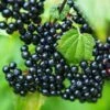 Adams Elderberry -Plant And Fruit Tree Store shutterstock 524234776