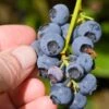 Alpha Northblue Blueberry -Plant And Fruit Tree Store shutterstock 53094361