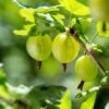 Whitesmith Gooseberry -Plant And Fruit Tree Store shutterstock 554664052