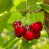 Glacier Cherry -Plant And Fruit Tree Store shutterstock 559155565