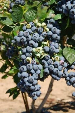 Bluecrop Blueberry -Plant And Fruit Tree Store shutterstock 56671291 1 6fd18337 27d0 4f4c b4fb 305eff07b131