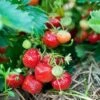 Capron Musk Strawberry 1 Capron Musk Strawberry -Plant And Fruit Tree Store shutterstock 56673937