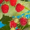 Cascade Delight Raspberry Bundle (5 Plants) -Plant And Fruit Tree Store shutterstock 56724127 02deb844 cdbd 4b40 b3bb b6b1eb7b7921
