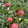 Foxwhelp Cider Apple -Plant And Fruit Tree Store shutterstock 585414392