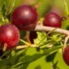 Hinnomaki Red Gooseberry -Plant And Fruit Tree Store shutterstock 619589141 1