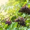 Haschberg Elderberry -Plant And Fruit Tree Store shutterstock 650694826