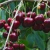 Tehranivee Cherry 2 Tehranivee Cherry -Plant And Fruit Tree Store shutterstock 672977416