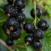 Ben Sarek Black Currant 2 Ben Sarek Black Currant -Plant And Fruit Tree Store shutterstock 688798615