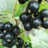 Hilltop Baldwin Black Currant 1 Hilltop Baldwin Black Currant -Plant And Fruit Tree Store shutterstock 692408818
