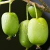 Issai Hardy Kiwi -Plant And Fruit Tree Store shutterstock 705601192