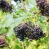 Korsor Elderberry -Plant And Fruit Tree Store shutterstock 722683237 1