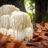 Lion's Mane Mushroom 100 Dowels -Plant And Fruit Tree Store shutterstock 742473607