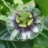 Black Knight Passiflora -Plant And Fruit Tree Store shutterstock 744206440