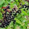 Allesoe Elderberry -Plant And Fruit Tree Store shutterstock 770835322