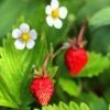 Mignonette Strawberry -Plant And Fruit Tree Store shutterstock 79496968