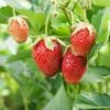Eversweet Strawberry Bundle (3 Packs) -Plant And Fruit Tree Store shutterstock 79541821 1d8a6bb2 21ef 4e8d 9f7f 3f2f779f59e6