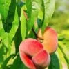 Saturn Peach -Plant And Fruit Tree Store shutterstock 81081247