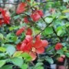 Victory Flowering Quince 2 Victory Flowering Quince -Plant And Fruit Tree Store shutterstock image
