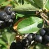 Nero Aronia -Plant And Fruit Tree Store shutterstock image 12 1