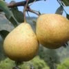 Hendre Huffcapp European Perry Pear -Plant And Fruit Tree Store shutterstock image 17