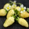 Yellow Alpine Strawberry -Plant And Fruit Tree Store shutterstock image 1 1 1