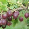 Jeanne Gooseberry 2 Jeanne Gooseberry -Plant And Fruit Tree Store shutterstock image 2