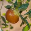 Shanxi Li Jujube -Plant And Fruit Tree Store shutterstock image 3