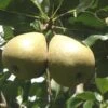 Barnett European Perry Pear -Plant And Fruit Tree Store shutterstock image 7