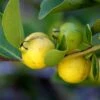Lemon Guava 2 Lemon Guava -Plant And Fruit Tree Store shutterstock image 81 1