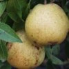 White Doyenne European Pear 2 White Doyenne European Pear -Plant And Fruit Tree Store shutterstock image 8 1