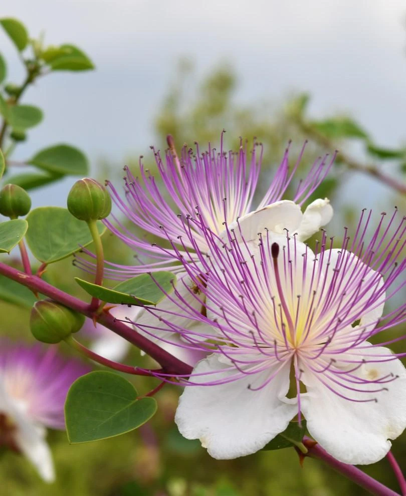 Spineless Caper 3 Spineless Caper