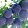Sprite Asian Plum -Plant And Fruit Tree Store sprite